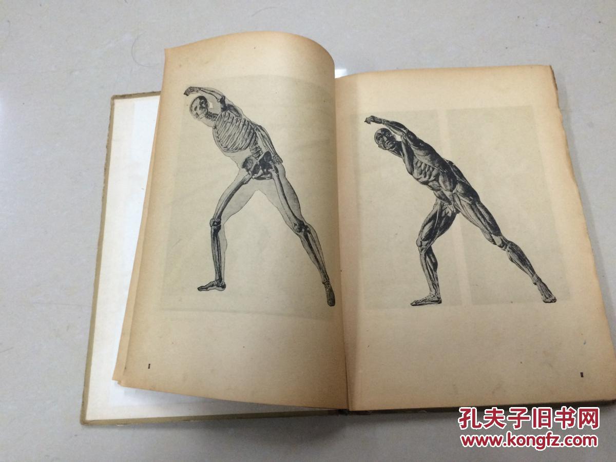 艺用人体解剖学