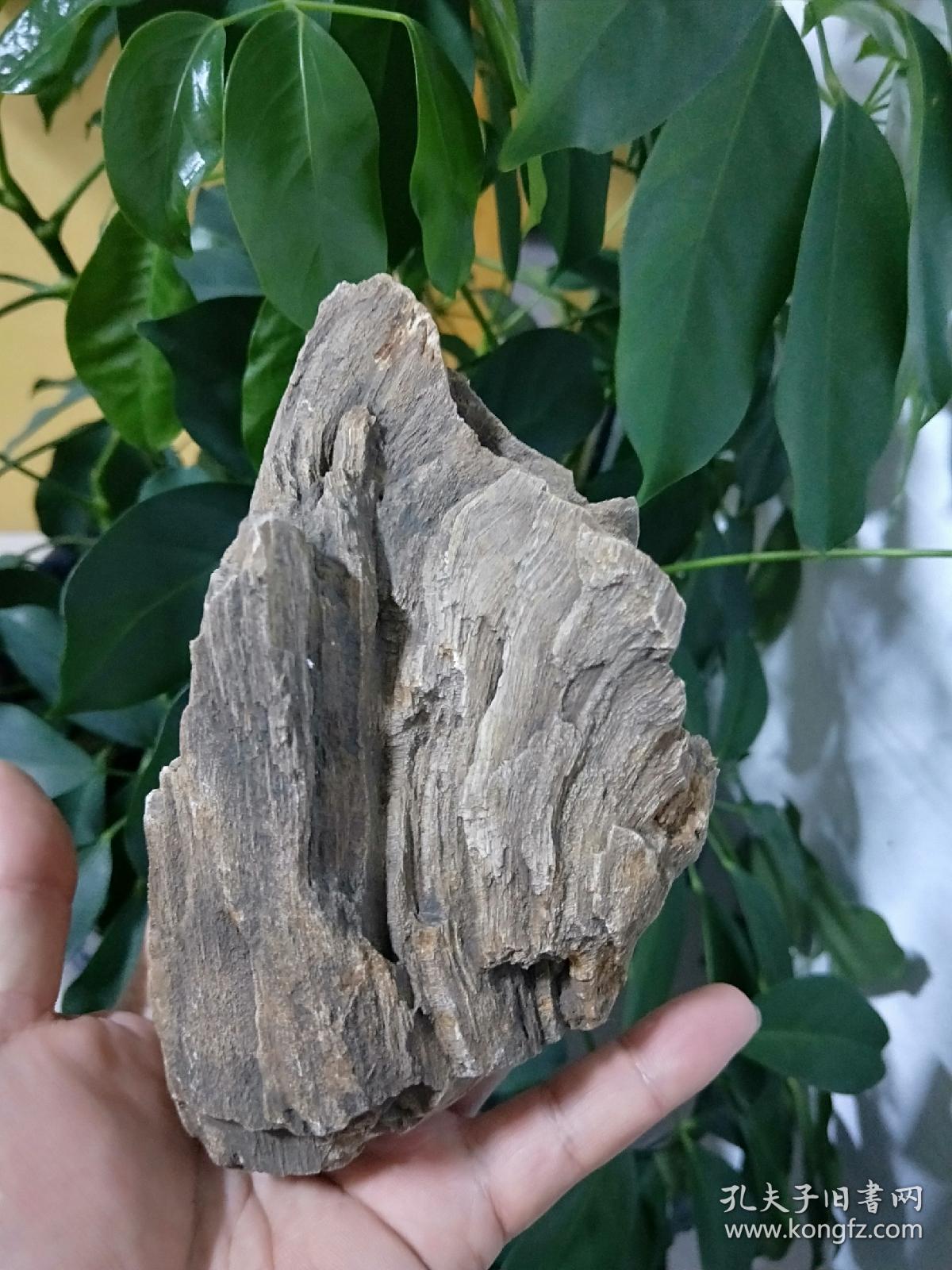 天然木化石重量609克木化石天然纹路大摆件尺寸看图厅3区