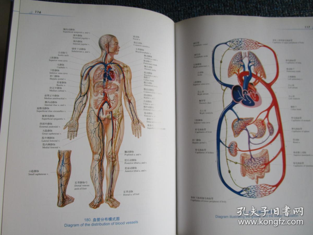 人体医学图片_医学人体解剖图_人体医学图片素材