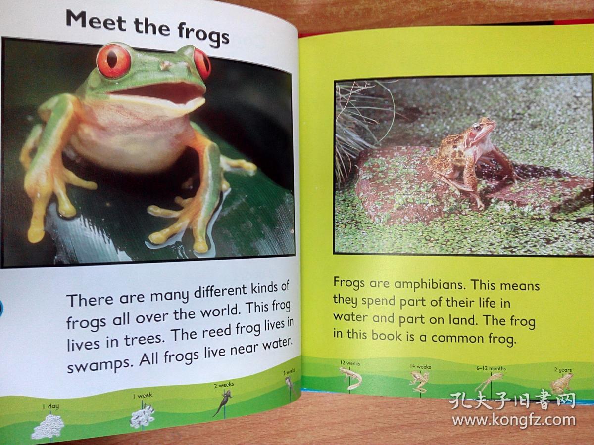 儿童英文原版读物froglifecycleofa青蛙20开精装