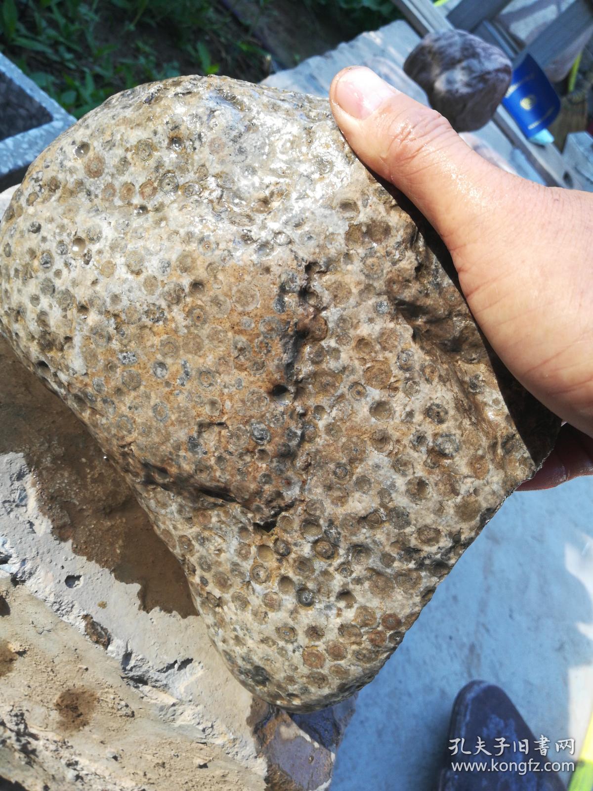 奇石原石鱼籽石1块