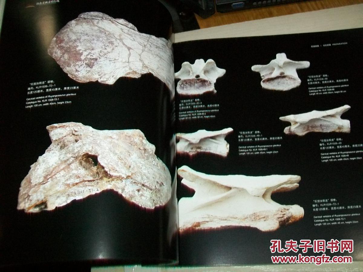 巨龙惊现 ——"巨型汝阳龙"纪实