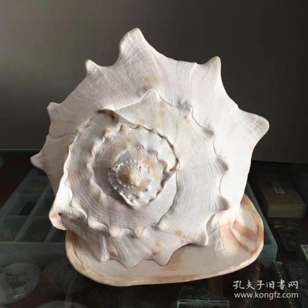 j05珍稀的精品皇冠螺尺寸长28厘米四大名螺之首