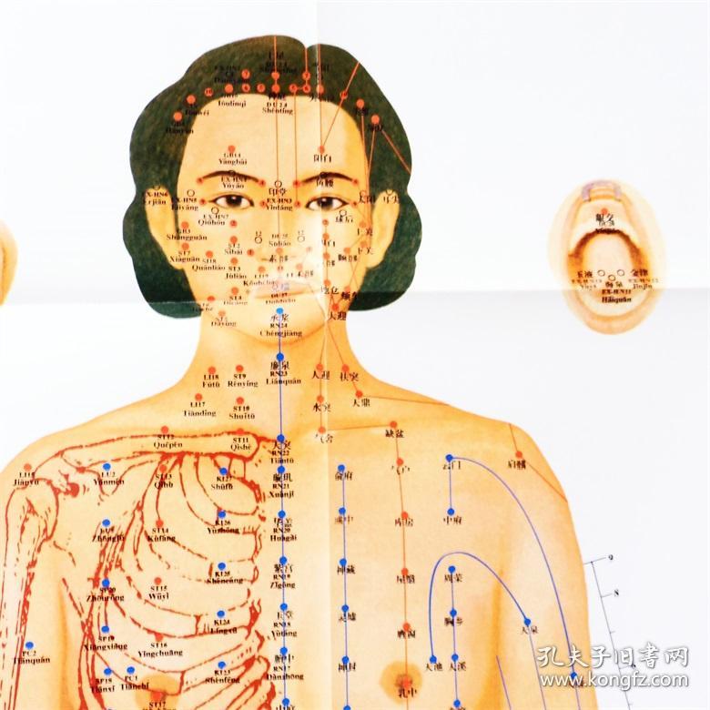 国家标准经穴部位挂图女性共3张中国中医研究院针灸研究院编著中国
