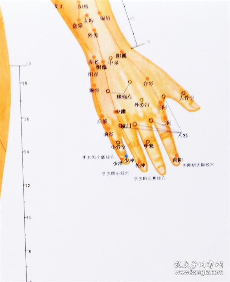 国家标准经穴部位挂图女性共3张中国中医研究院针灸研究院编著中国