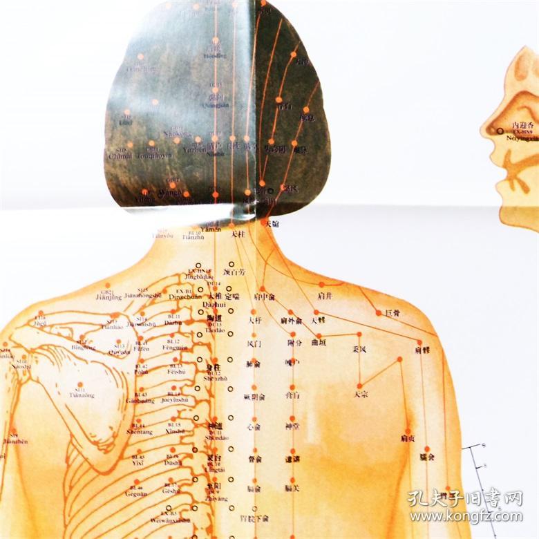 国家标准经穴部位挂图女性共3张中国中医研究院针灸研究院编著中国