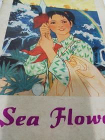 Sea  FLower（海花）