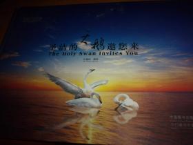 中国三门峡:圣洁的天鹅邀你来