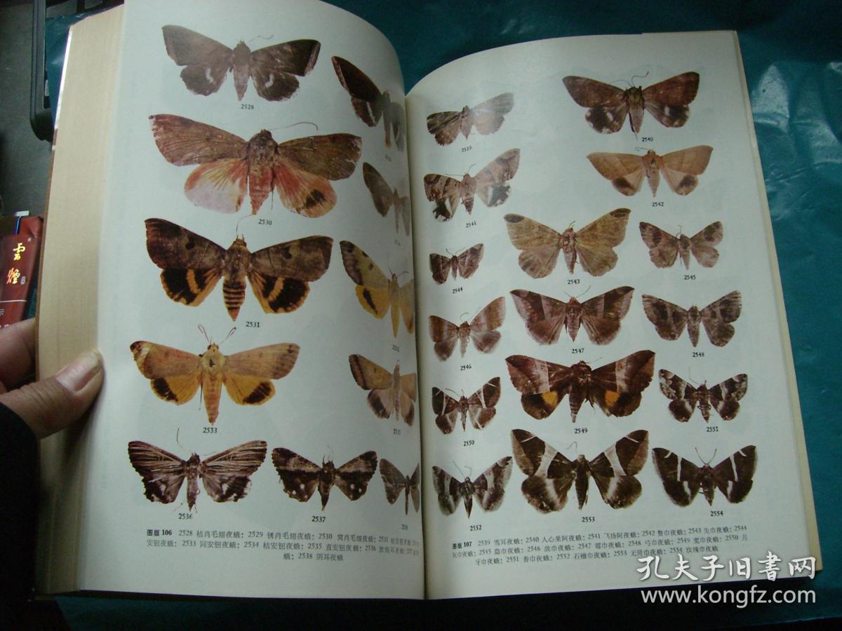 中国蛾类图鉴 (Ⅲ)馆藏书