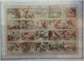 50年代中国经典年画宣传画大展示-----《鸟类图》对开----虒人荣誉珍藏