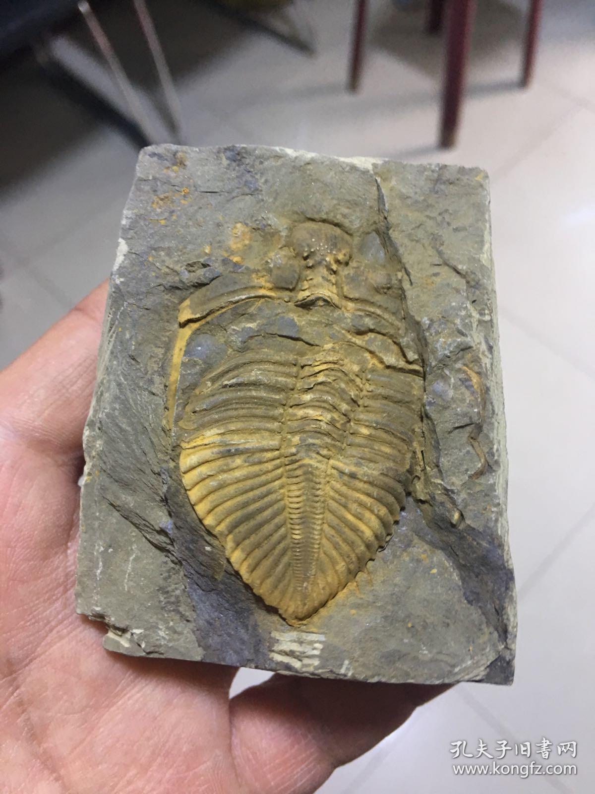 保真三叶虫王冠虫古生物化石原石教学标本狼鳍鱼化石化石摆件寒武纪