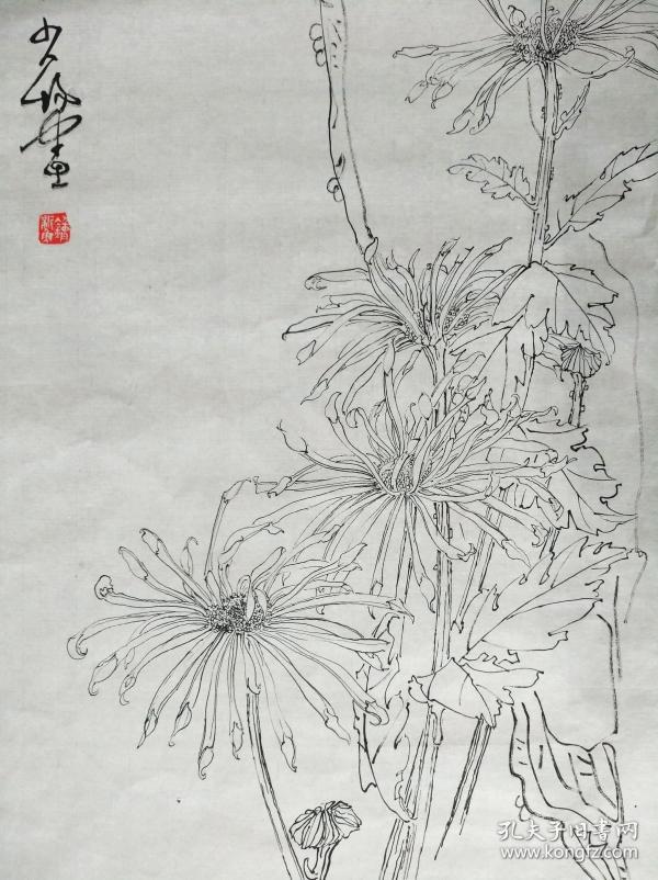 成都画家 钟新勇 白描 菊石