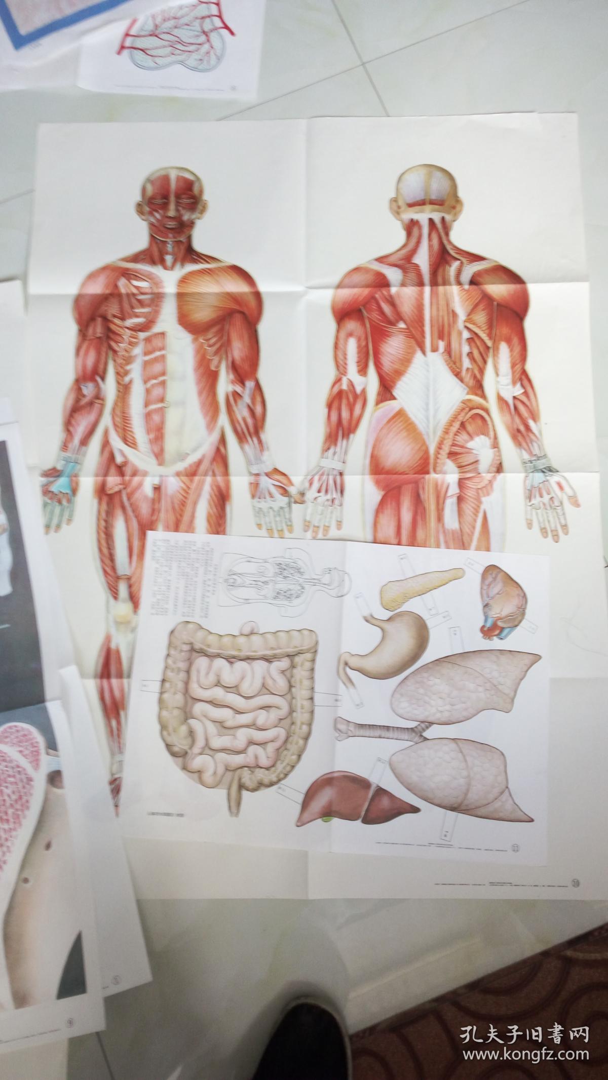 生物学教育挂图配人教社教科科书第三册人的身体和皮肤运动系统挂图