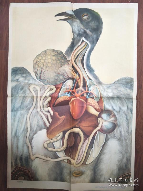 家鸽的内脏(初中生物教学挂图)