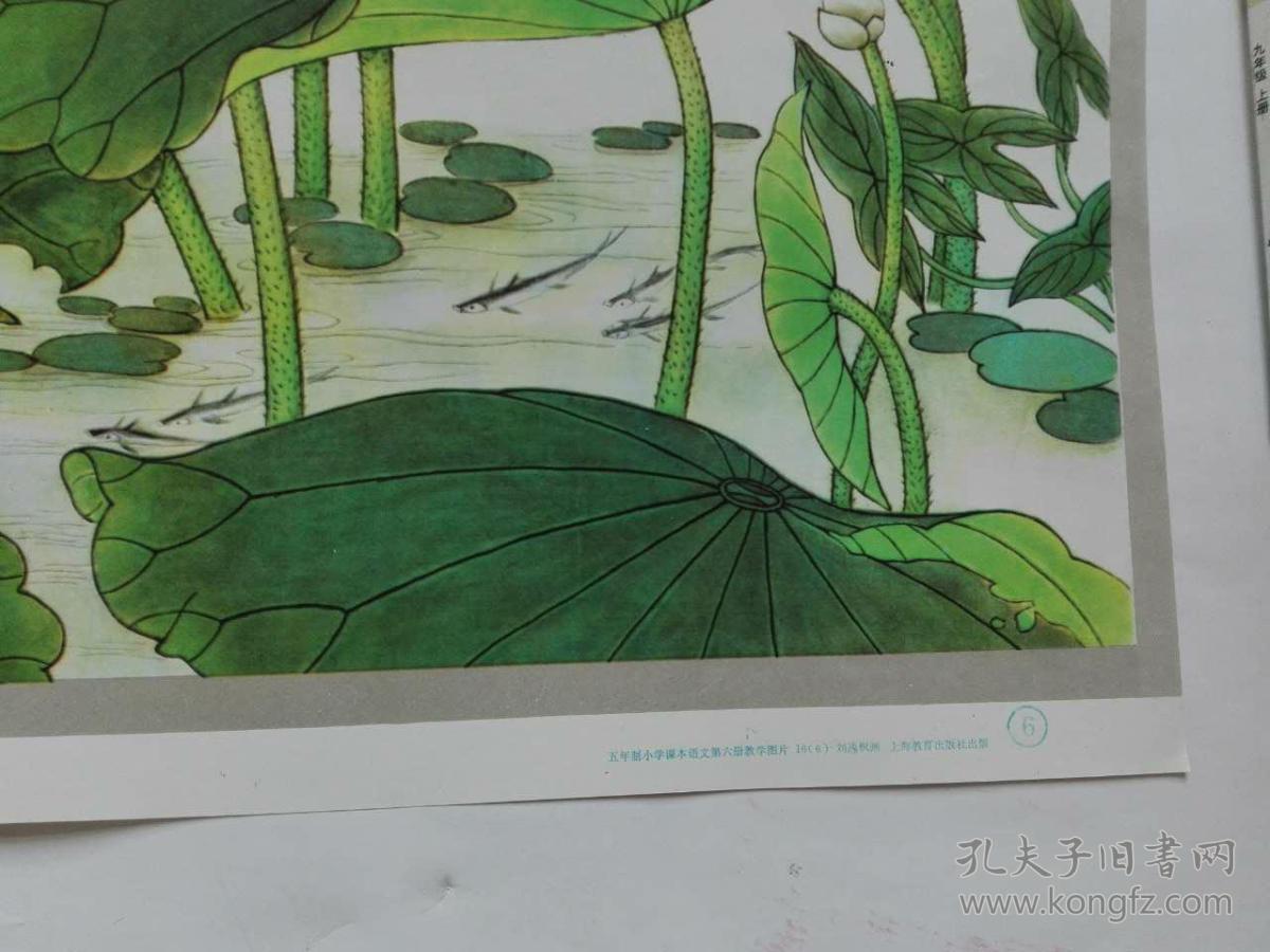 小学课本语文第六册教学挂图 --- 荷花