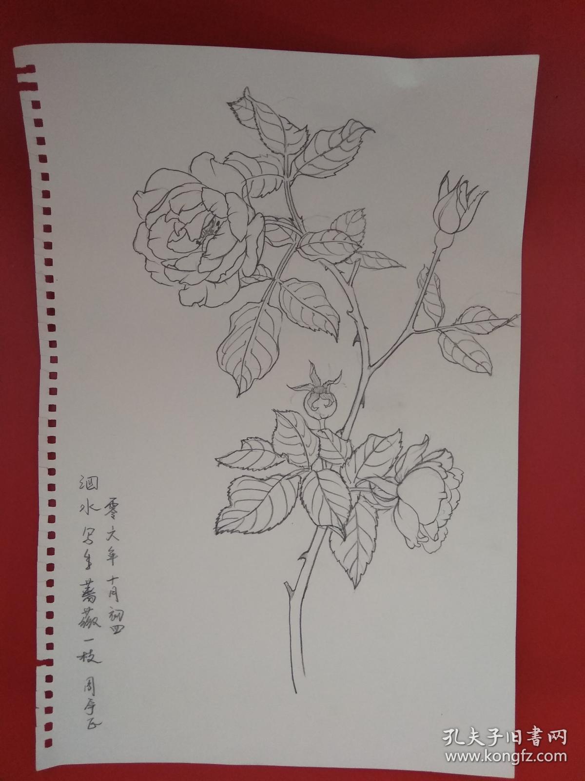 速写画蔷薇一枝