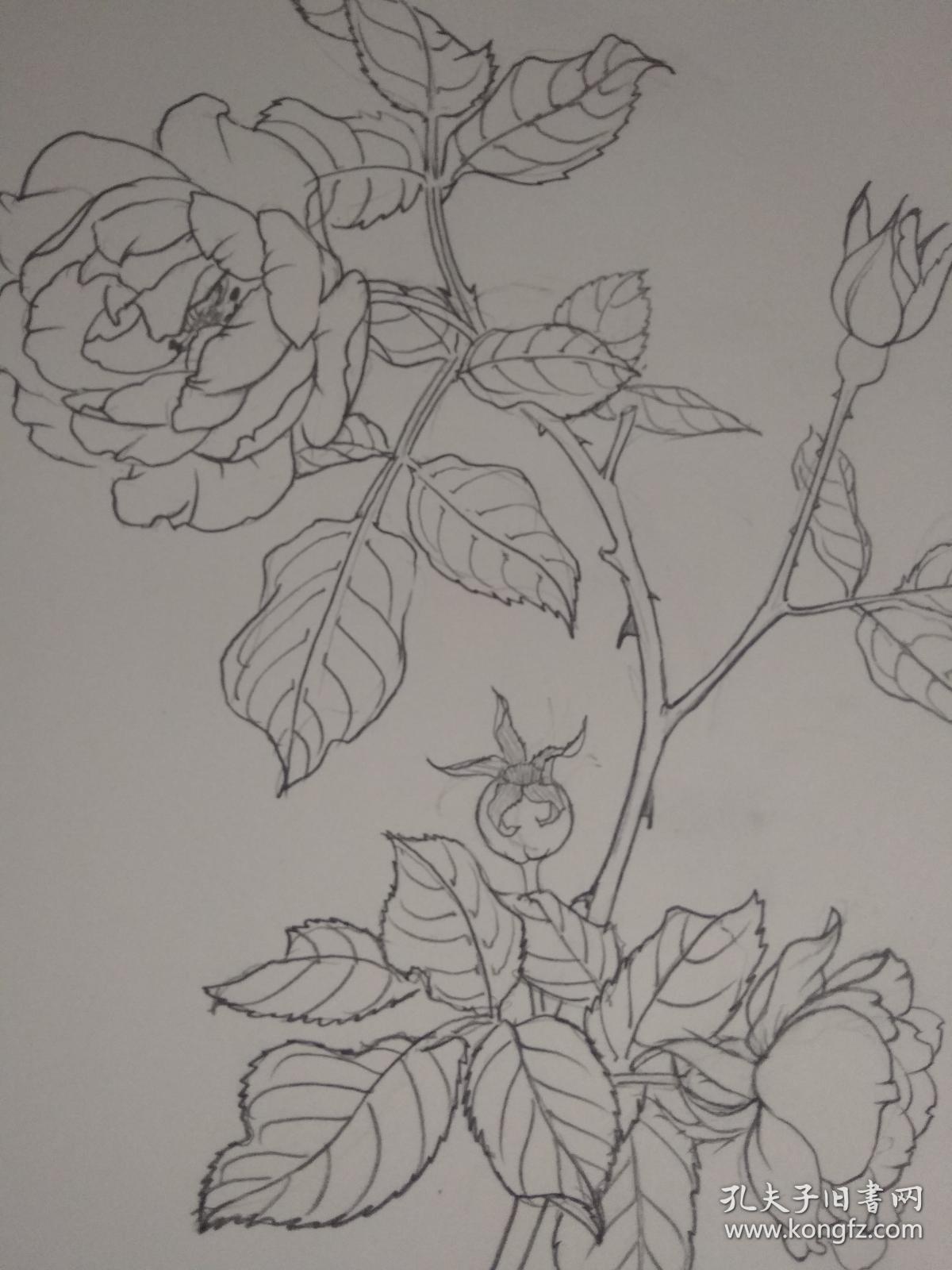 速写画-----蔷薇一枝_孔夫子旧书网