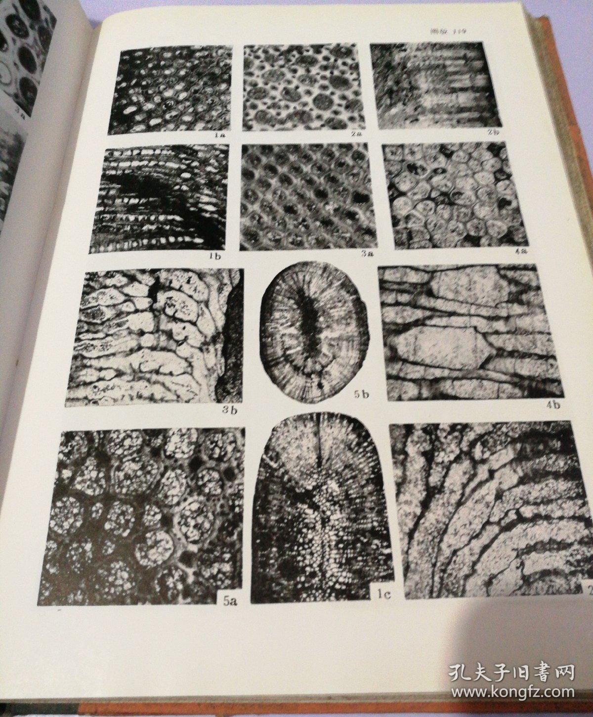 中南地区古生物图册 (二) 晚古生代部分