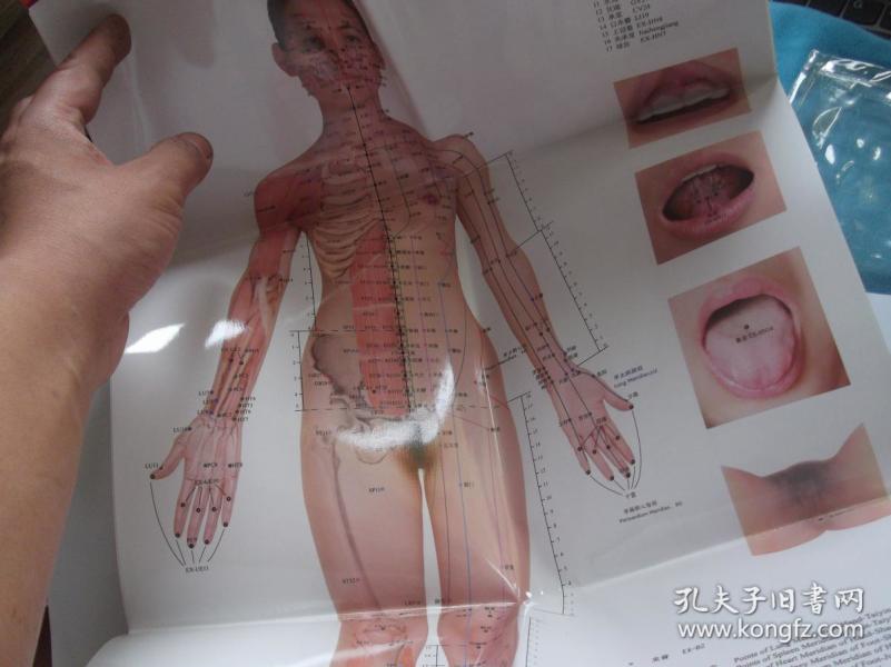 最新国家标准针灸穴位挂图(女性真人版)