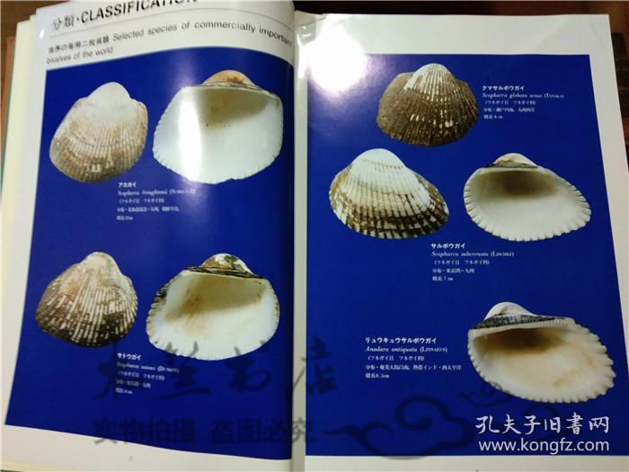 图 原版日本日文書日本の水產二枚貝富山哲夫社團法人全日本水產寫真資料協會大12開硬精裝 诗礼书屋