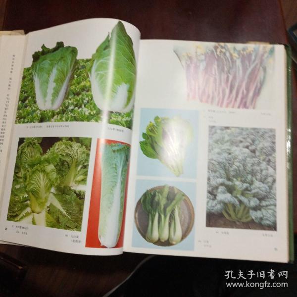 中国农业百科全书--蔬菜卷