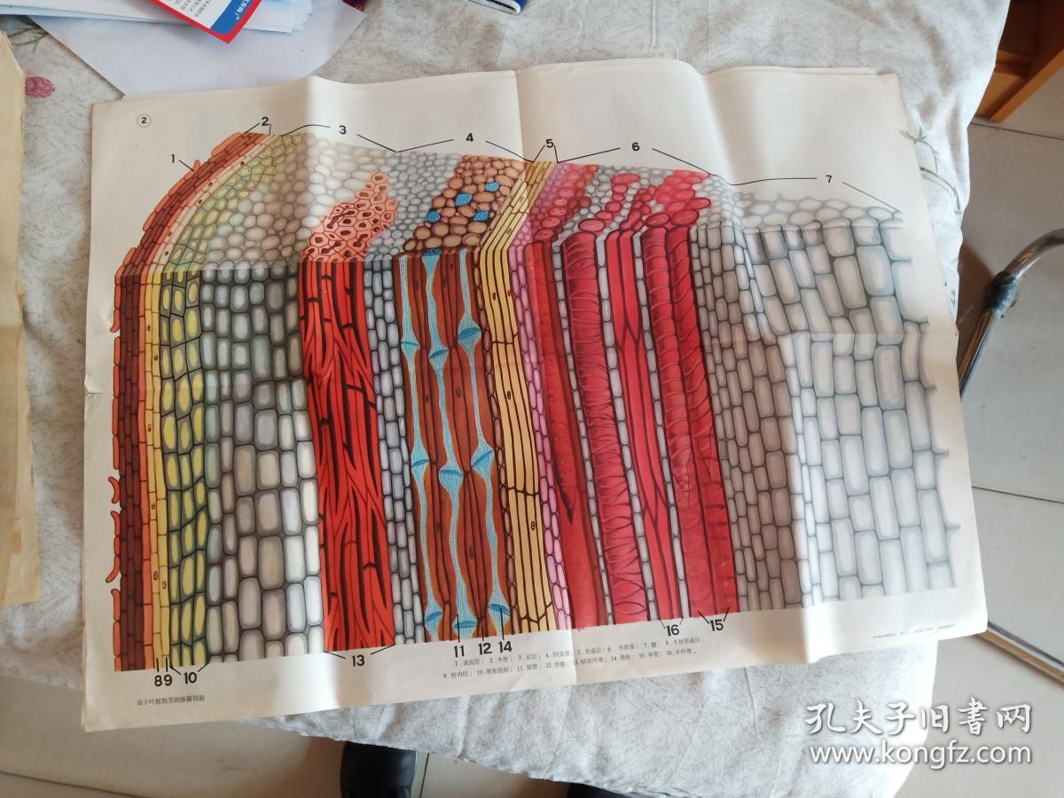 挂图 双子叶植物茎的纵横切面