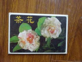 茶花  明信片（12张）