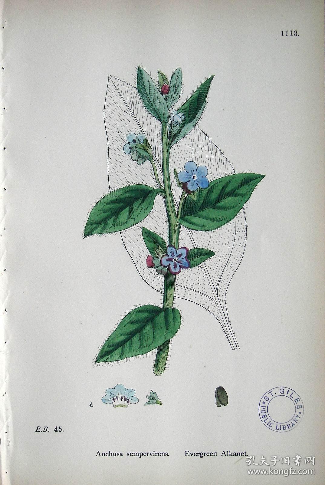 1899年版《英国植物学图谱》 — "朱草"木版画手工上色/24x17cm