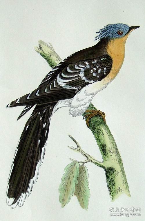 1868年版《英国鸟类图谱》系列彩色木刻版画—大凤头鹃/手工上色/25