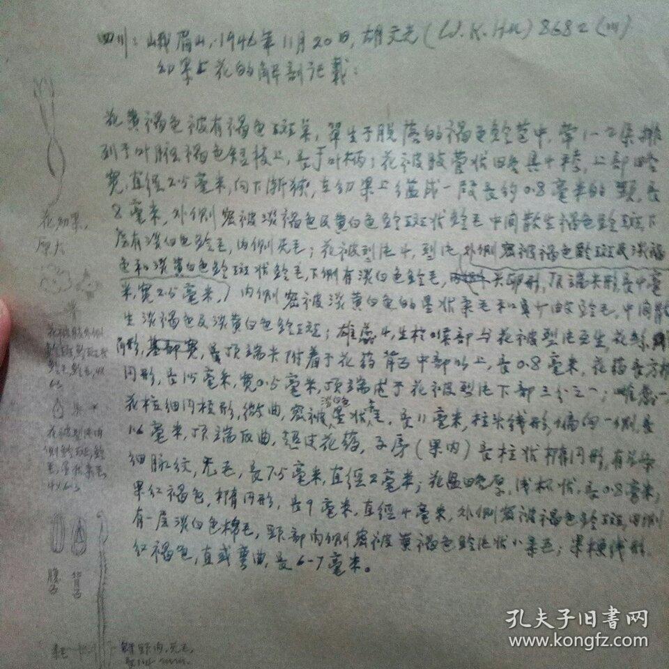四川 峨眉山 1946年11月日胡文光86 川 幼果上花的解剖记载 钢笔手稿 孔夫子旧书网