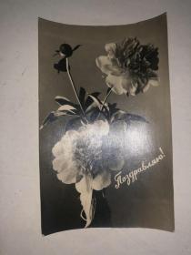 60年代 苏联照片式老明信片 花卉