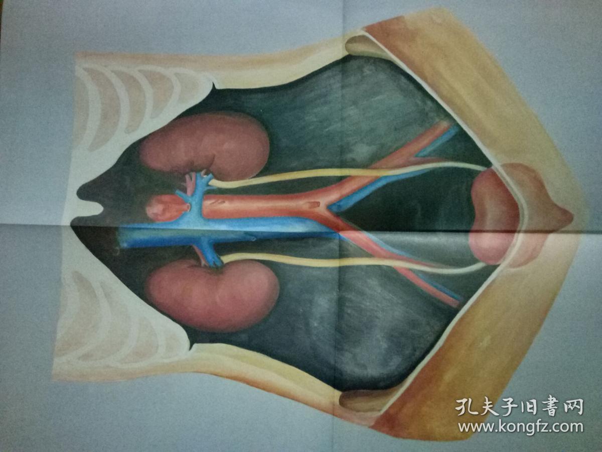 中学人体生理卫生教学挂图45张