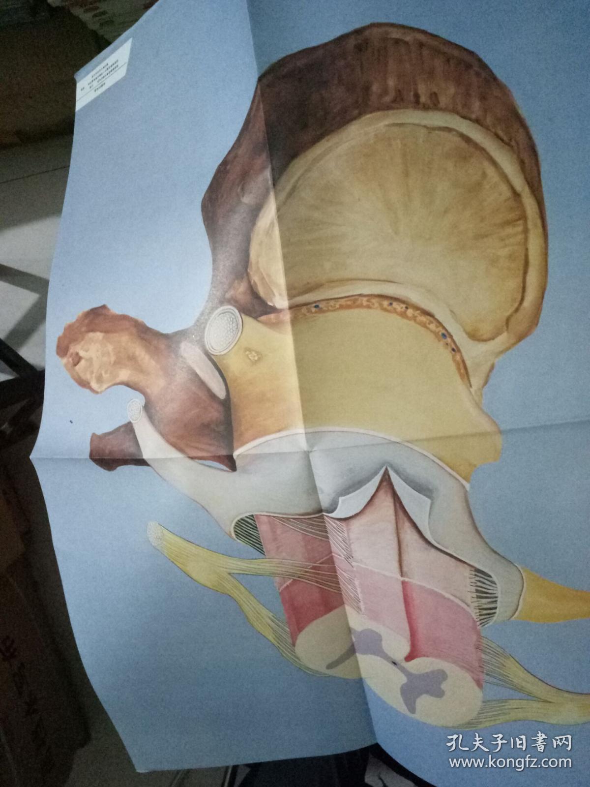 中学人体生理卫生教学挂图45张