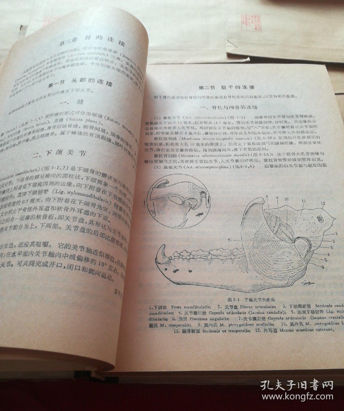 大熊猫解剖:系统解剖和器官组织学