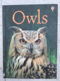 Owls (Beginners)