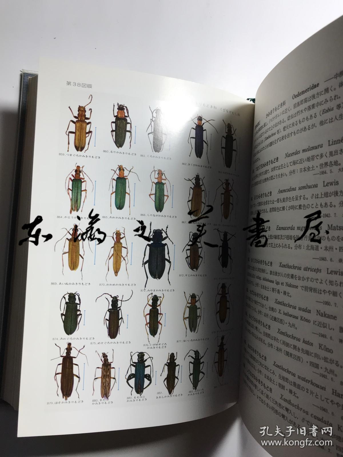 日文原版/原色日本昆虫图鉴 上下两册/保育社/1955年/大32开/伊藤修次