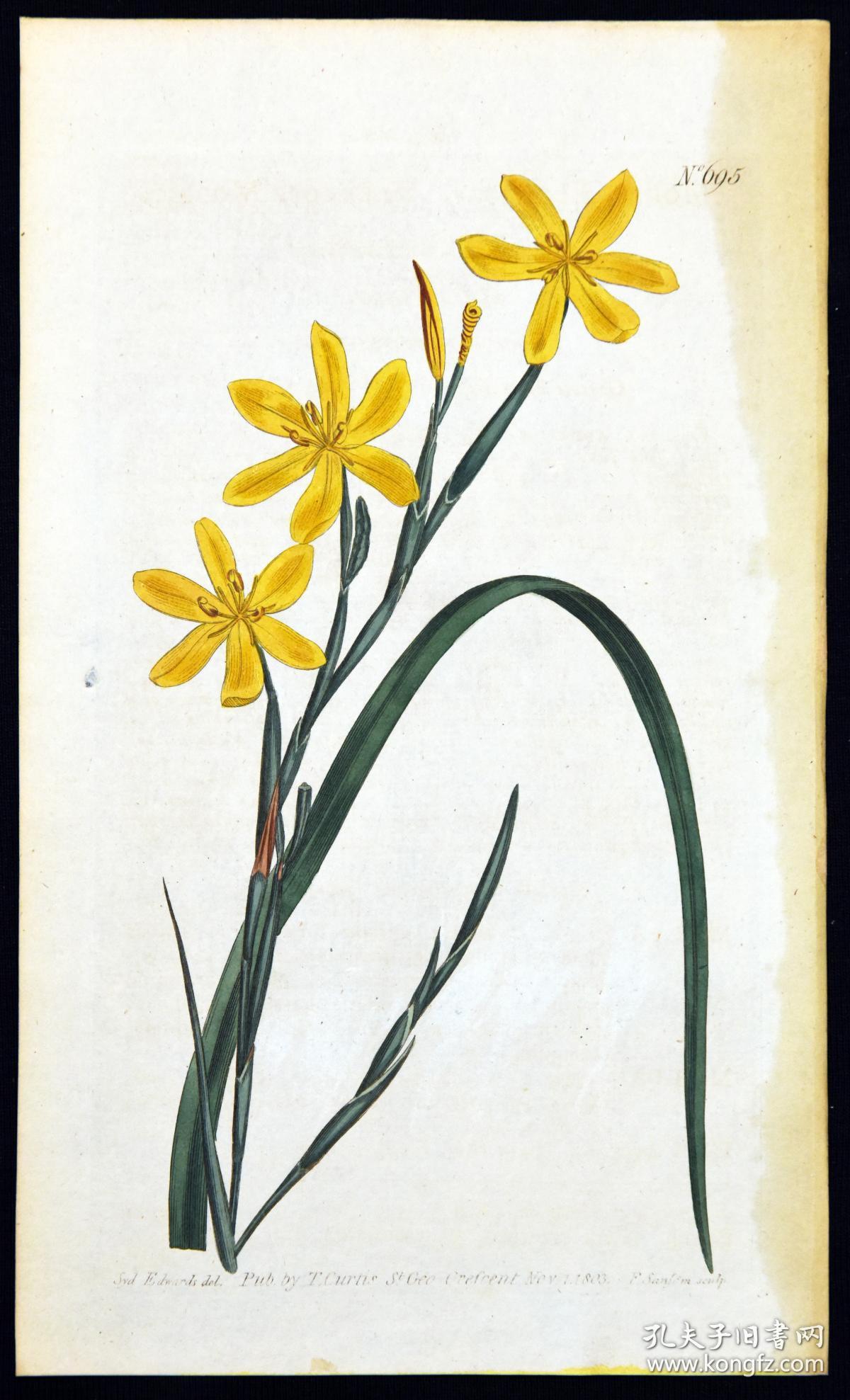稀有精美铜版画-1803年英国柯蒂斯植物图谱695号-肖鸢尾,手工上色
