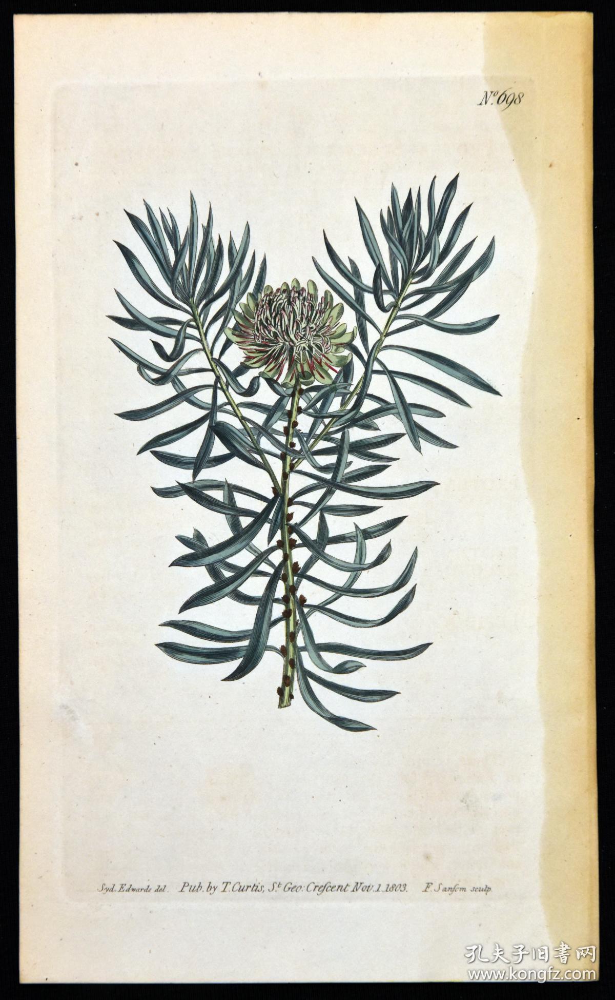 稀有精美铜版画-1803年英国柯蒂斯植物图谱698号-普罗蒂亚花,手工上色