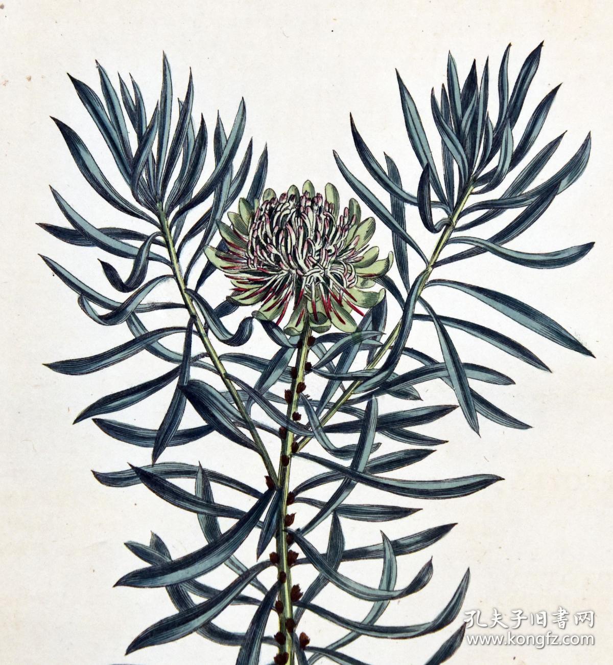 稀有精美铜版画-1803年英国柯蒂斯植物图谱698号-普罗蒂亚花,手工上色