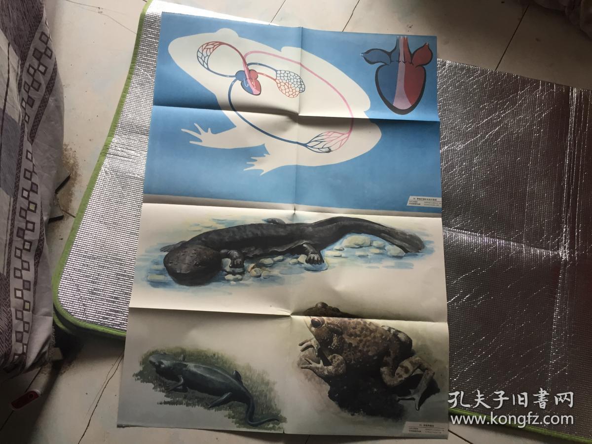 九年义务教育中学动物教学挂图--28青蛙的循环系统示意图29其它两栖类