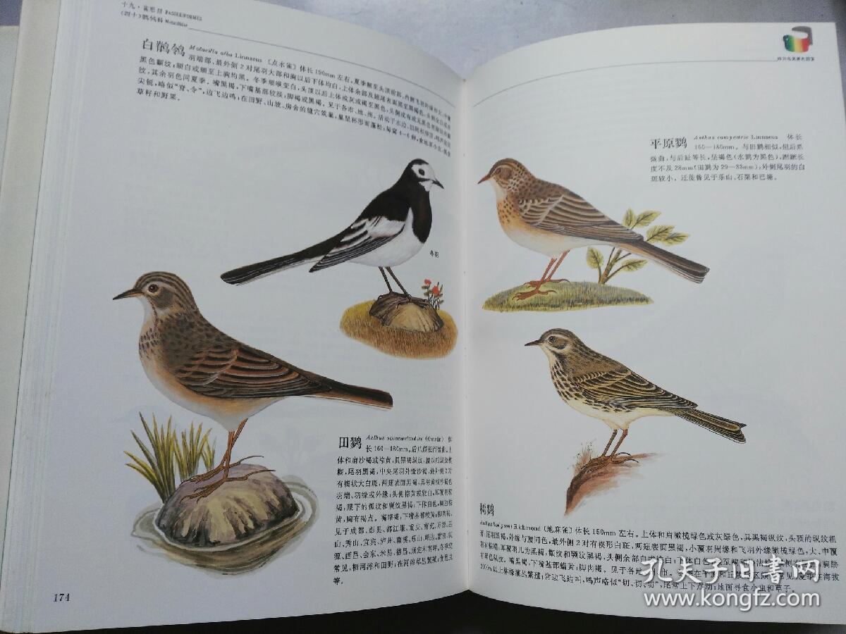 《四川鸟类原色图鉴》《四川兽类原色图鉴》《四川两栖类原色图鉴》(3