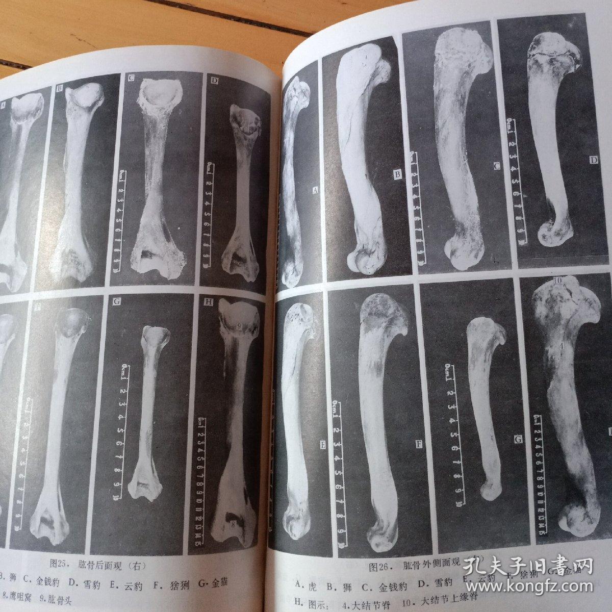 豹骨的鉴别方法图片图片