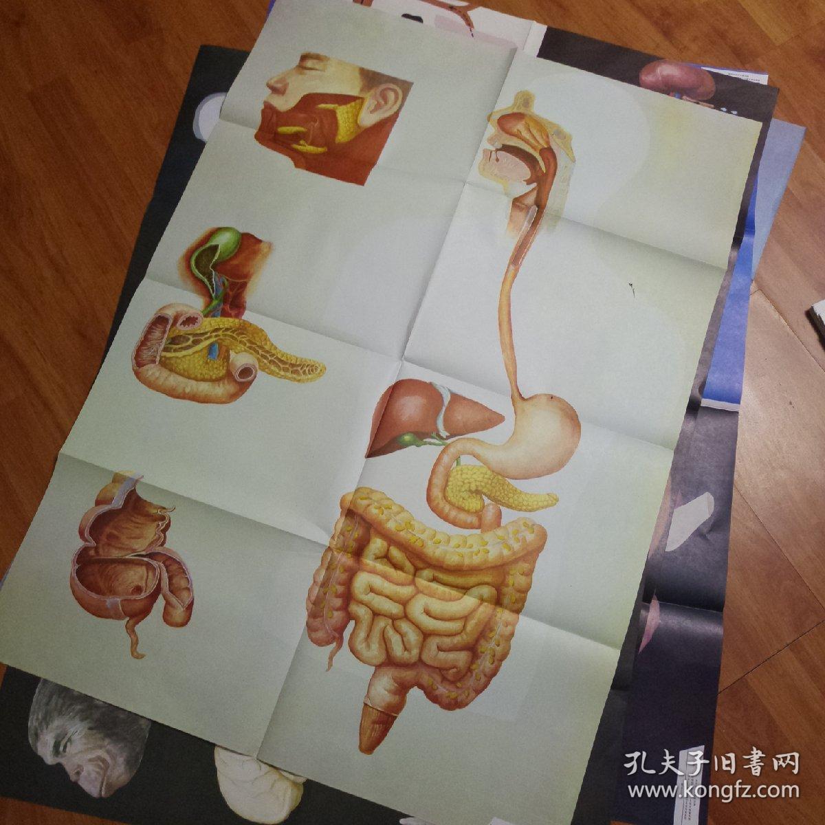 中学人体生理卫生教学挂图.全套45张全.库存未用,品好.