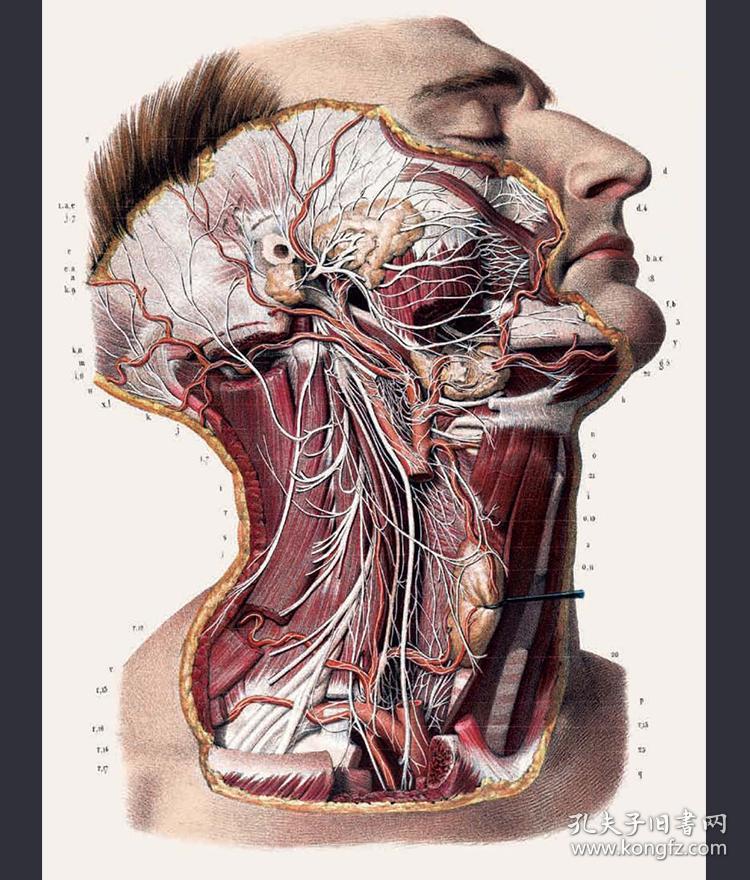 中文版人体解剖图谱altasofhumananatomy人体手绘手稿彩色图谱taschen