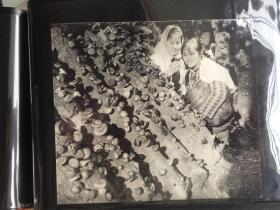 五六十年代原版老照片  采蘑菇  （早期摄影记者拍摄）