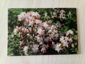 高山花卉TP9特种邮资明信片