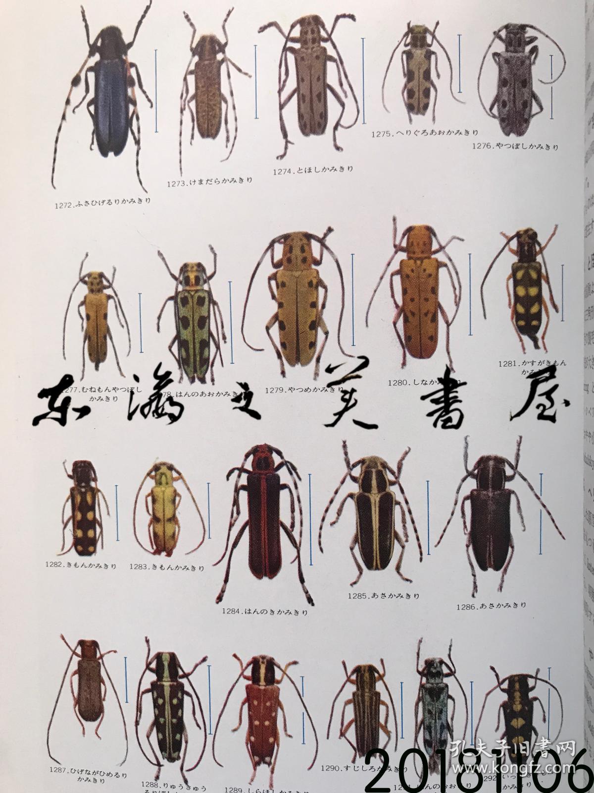 日文原版/原色日本昆虫图鉴 上下两册/保育社/1955年/大32开/伊藤修次