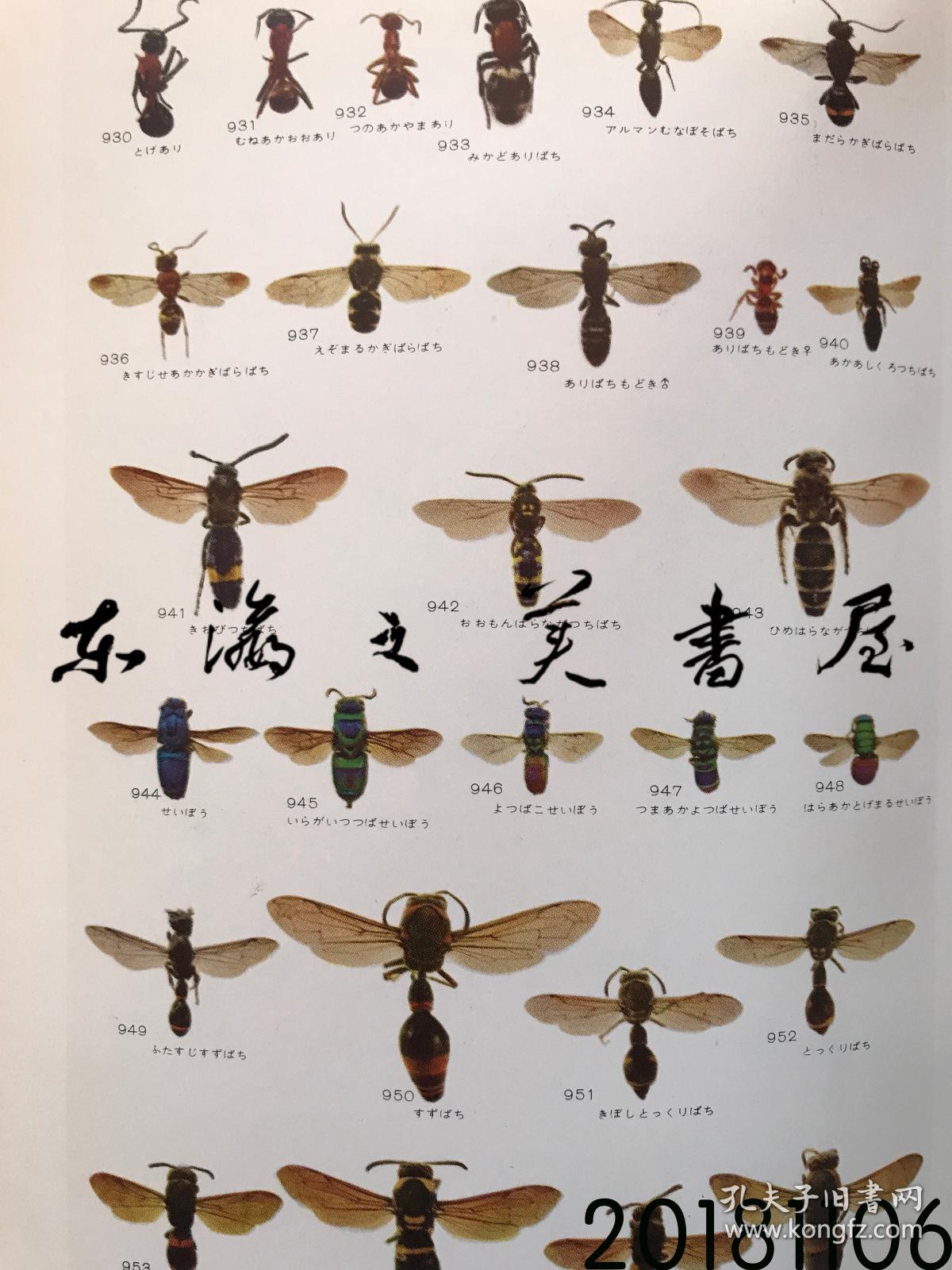 日文原版/原色日本昆虫图鉴 上下两册/保育社/1955年/大32开/伊藤修次