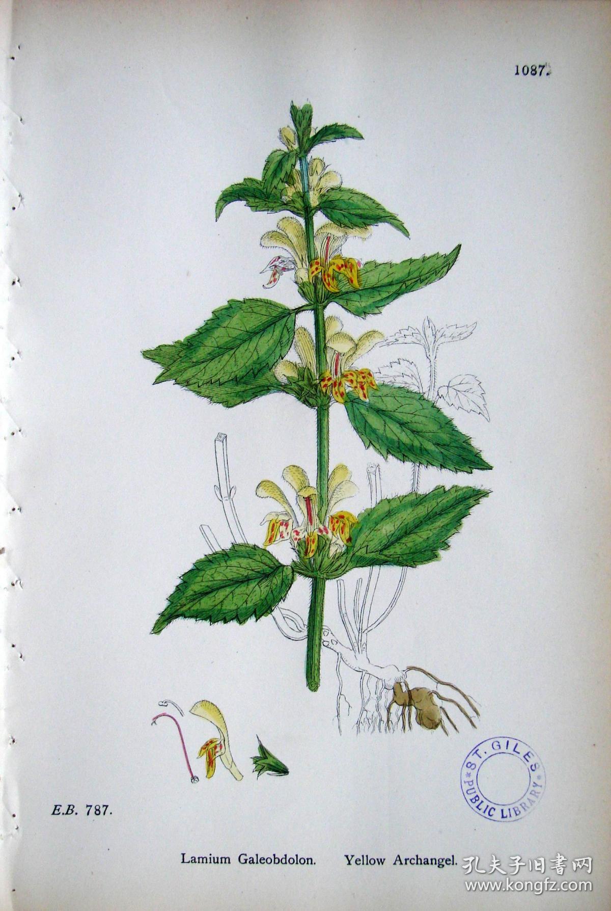 1899年版《英国植物学图谱》 — "花叶野芝麻"木版画手工上色/24x17cm