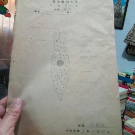 马齿笕科植物（民国时期四川大学钢笔手稿）